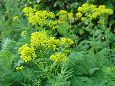 Hugueninia_tanacetifolia.jpg