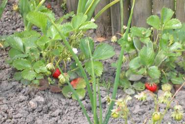 20040531_erste_erdbeeren.jpg