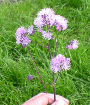 20040531_thalictrium_aquifolium.jpg