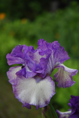 2006H542_Large.JPG