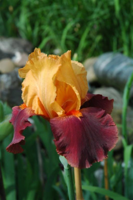 2006H547a_Large_Large.JPG