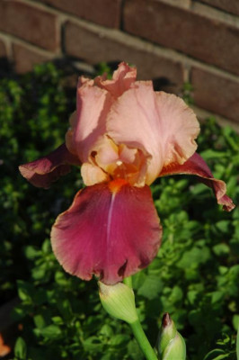 2006H535_Large.JPG