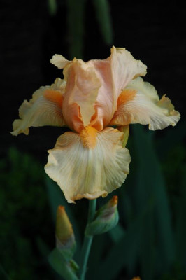 2006H538a_Large.JPG