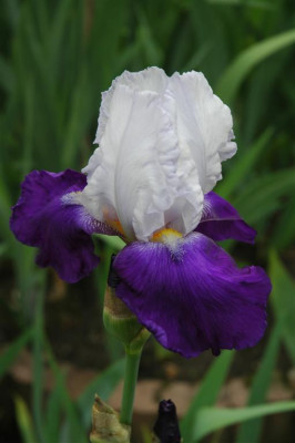 2006H545_Large_Large.JPG