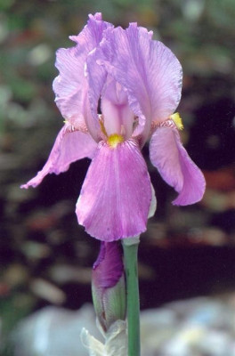 Scannen0002.jpg