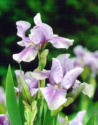 Iris_germanica_Bedtime_Story.jpg