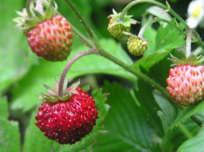 Monatserdbeeren-2.jpg