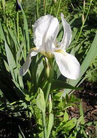 Iris_albescens.jpg