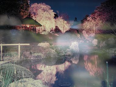sakura_bei_nacht.jpg