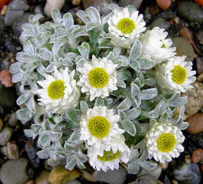 23.5.06.__Helichrysum__sessile_002.JPG