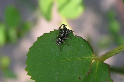 Harlekinspringspinne.jpg
