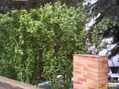 2006_0524Bild0021.JPG