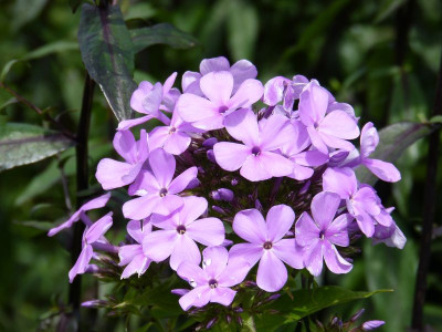 2015-07-17 Phlox 'Luc's Lilac'.jpg