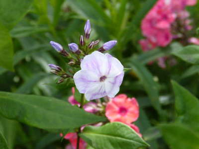 2015-07-17 Phlox 'Violetta Gloriosa'.jpg