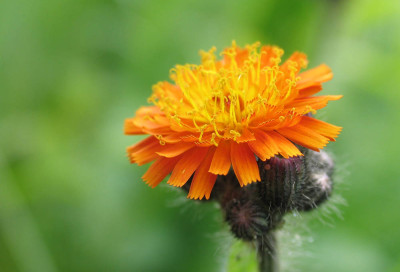 Hieracium_aurantiacum_f.jpg