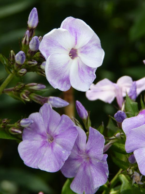 2015-07-17 Phlox 'Violetta Gloriosa - Sternhimmel'.jpg