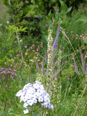 2015-07-17 Garteneinblick 2.jpg