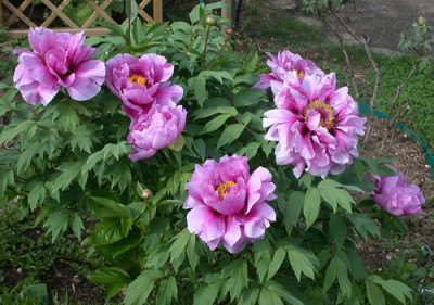Shimane_Chojuraku_G_26499.jpg