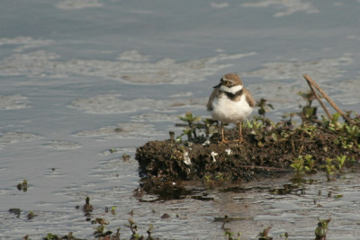 Fluss-Mai-01.jpg