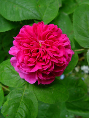 rose_de_resht_mai27.jpg