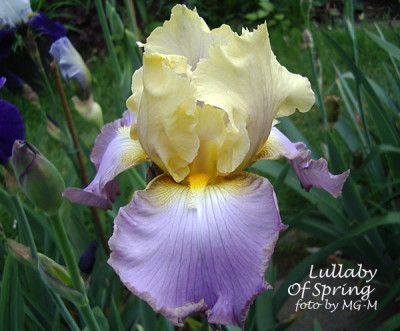 Imgp6092-Lullaby.jpg