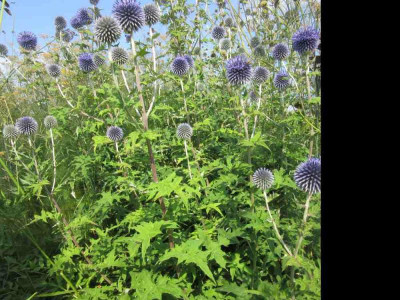 echinops B Glow 1.jpg