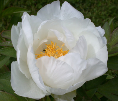 Renkaku_K_26628.jpg