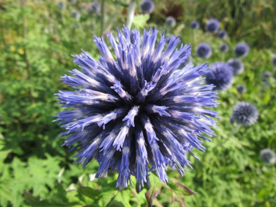 echinops B Glow 2.jpg