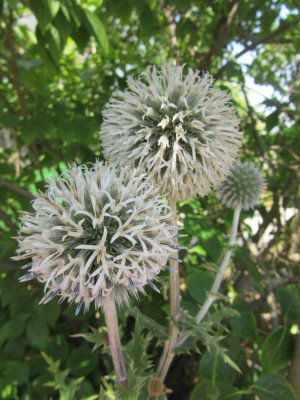 echinops A Glow.jpg