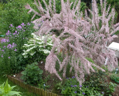 Tamariske_N_26567_Farbenspiel.jpg