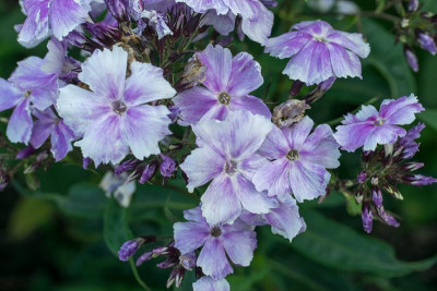 Phlox_Sae03.jpg