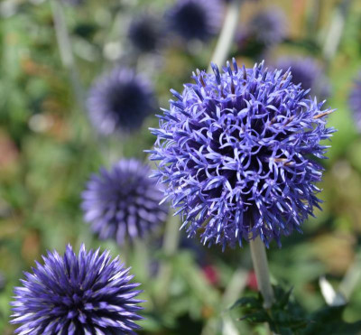 Echinops-Veitch’s Blue.15-3.jpg