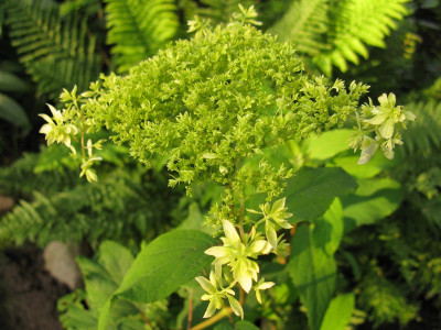 Hydrangea arborescens Hayes Starbust (Kopie).JPG