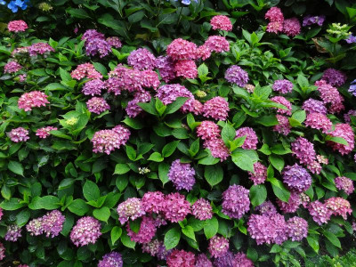Hydrangea m Tovelit.JPG