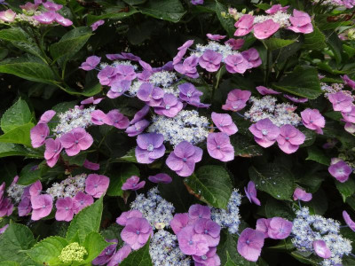 Hydrangea m Taube.JPG