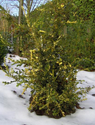 aureopendula_snow_verkleind_1.JPG