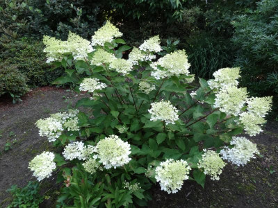Hydrangea p Phantom.JPG