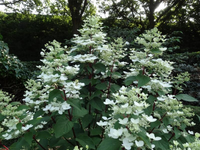 Hydrangea p Wim's Red.JPG