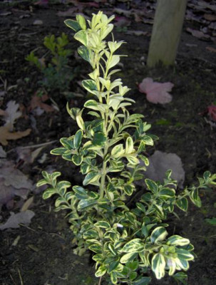 aureovariegata_verkleind_1.JPG