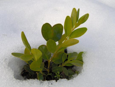 gidi_in_sneeuw_verkleind_1.JPG