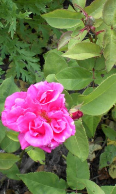 20040531_zephirine_drouhin.jpg