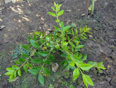 Buxus_henryi_1_verkleind.JPG