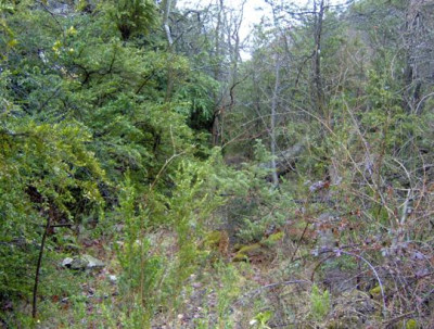buxus_forest_verkleind.JPG
