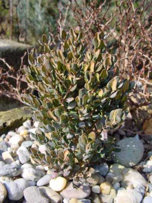 buxus_rugulosa_intermedia.jpg