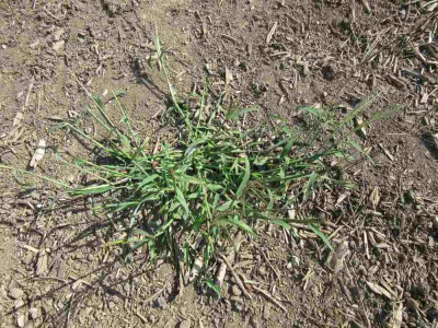 Gras Häl 1.jpg