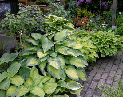 24.5.06._Hosta_in_Topfen_I__020.JPG