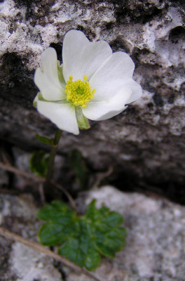 ranunculus_glacialis.jpg