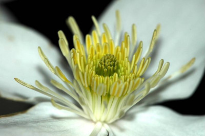 Clematis_1_24-05-2006.jpg