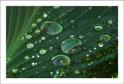 Hosta_1_23-05-2006.jpg
