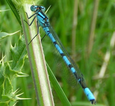 Enallagma_cyathigerum_-_Becher-Azurjungfer_m02.jpg